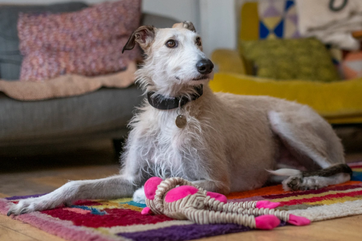 Puppy Behavior Foundations Phoenix AZ: Building Lifelong Good Habits
